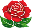 Lisan Flower Colombia